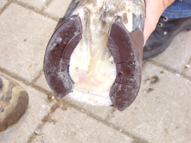 Aufkleben der Schalen Aufkleben der Schalen